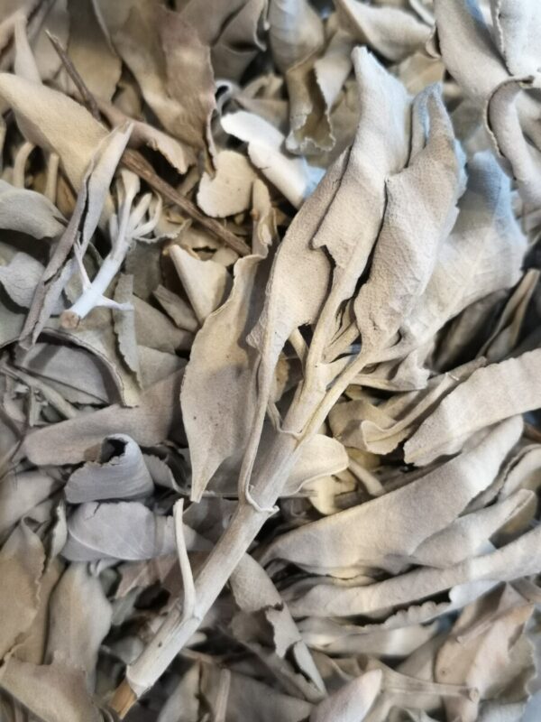 loose Wild White Sage loose Wild White Sage