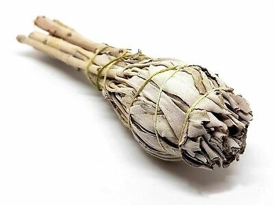 White Sage Bulb